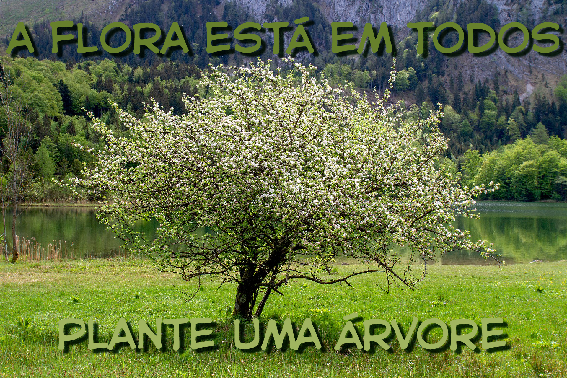 Imagem sobre flora